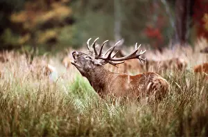 Roaring: RED DEER - stag / male roaring during rut season