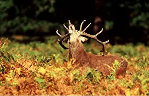 Bucks: RED DEER - Stag / male in Rut