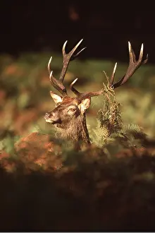 Bucks: RED DEER - stag / male in rut, head and antlers