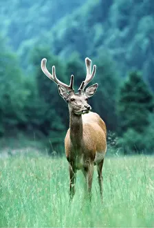 Showing: RED DEER - stag / male showing velvet on antlers