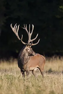280917: Red Deer - stag in meadow - Denmark