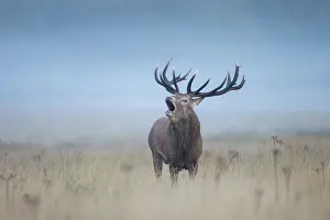 Rutting: Red Deer stag mist