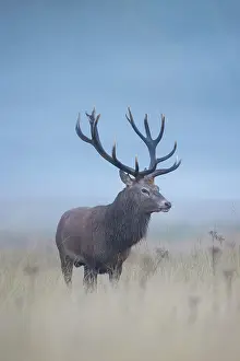 Rutting: Red Deer stag mist