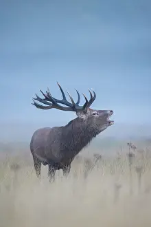 Rutting: Red Deer stag mist