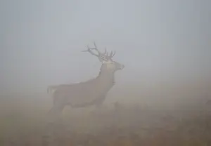 Trust: Red Deer - stag in misty conditions - with grass