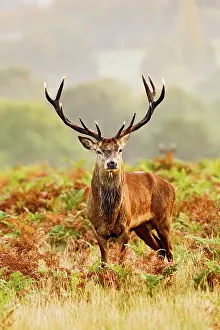 Brian Bevan: Red Deer - Stag at misty sunrise