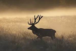 240118: Red Deer - stag in morning mist - Denmark