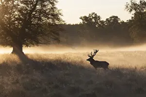 240118: Red Deer - stag in morning mist - Denmark