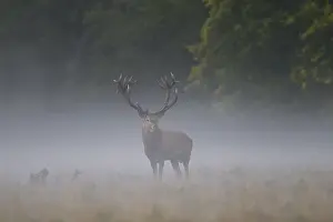 240118: Red Deer - stag in morning mist - Denmark