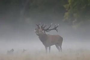 240118: Red Deer - stag in morning mist - Denmark