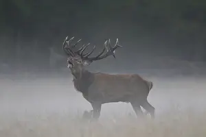 240118: Red Deer - stag in morning mist - Denmark