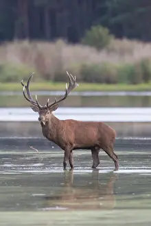 Crossing: Red Deer stag pond