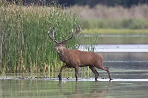 Crossing: Red Deer stag pond
