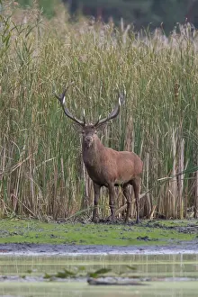 Crossing: Red Deer stag pond