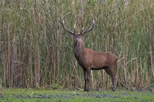 Crossing: Red Deer stag pond
