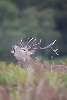Call: Red Deer stag portrait