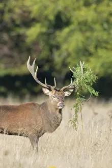 Stag: Red Deer stag portrait