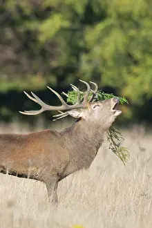 Call: Red Deer stag portrait