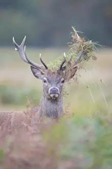Stag: Red Deer stag portrait
