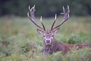 Stag: Red Deer stag portrait