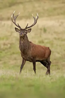 Jake Stephen: Red Deer stag portrait during rut Autumn