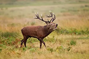 Roar: Red Deer - Stag roaring