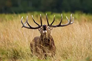 Roar: Red Deer - Stag roaring