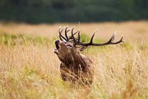 Roar: Red Deer - Stag roaring