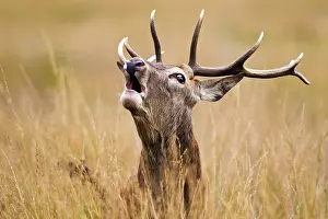 Roar: Red Deer - Stag roaring