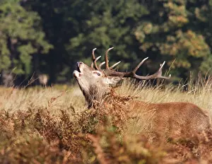 Bucks: Red deer stag - roaring