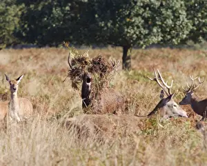 Bucks: Red deer stag - roaring