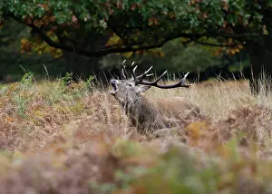 Bucks: Red deer stag - roaring