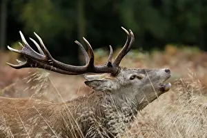 Bucks: Red deer stag - roaring