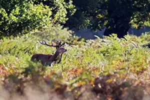 Roar: Red Deer - Stag roaring in bracken
