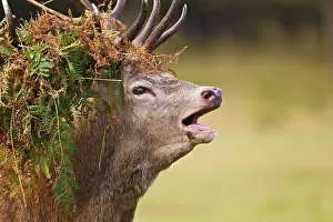 Roar: Red Deer - Stag roaring with bracken on antlers