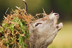 Roar: Red Deer - Stag roaring with bracken on antlers