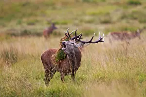 Roar: Red Deer - Stag roaring with bracken on antlers