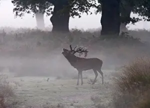 Bucks: Red deer stag - roaring in the mist