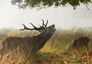 Bucks: Red deer stag - roaring in the mist