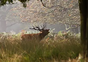 Bucks: Red deer stag - roaring in the mist