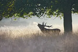 Bucks: Red Deer - stag roaring in mist