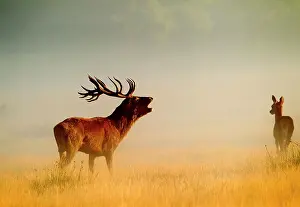 Roar: Red Deer - stag roaring in mist at sunrise