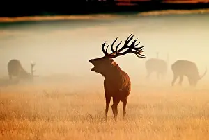 Roar: Red Deer - stag roaring in mist at sunrise