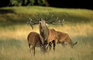 Hinds: Red Deer - stag roaring during rutting season