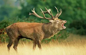 Bellows: RED DEER - stag in rut bellows