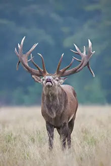 Speaking: Red Deer stag in rut Denmark