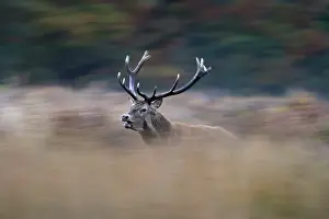Blurred: Red deer stag - rutting