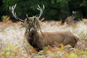 Bucks: Red deer stag - rutting - with braken in antlers