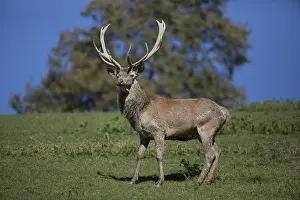 Reproductions: Red Deer stag at the rutting season