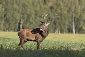 Vocalizing: Red Deer - stag during rutting season in autumn